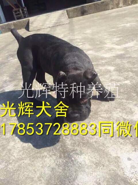 大頭版卡斯羅犬，血統(tǒng)純，一品護(hù)衛(wèi)