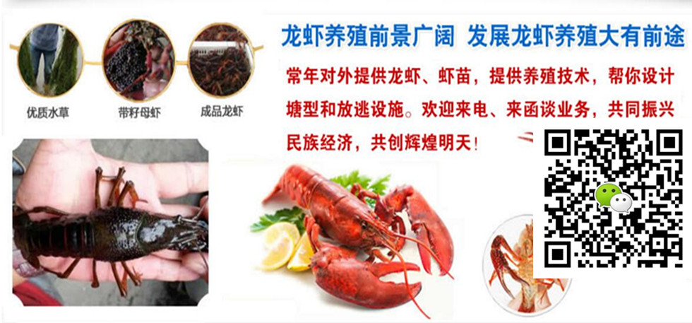 龍蝦苗龍蝦苗價格龍蝦苗批發(fā)