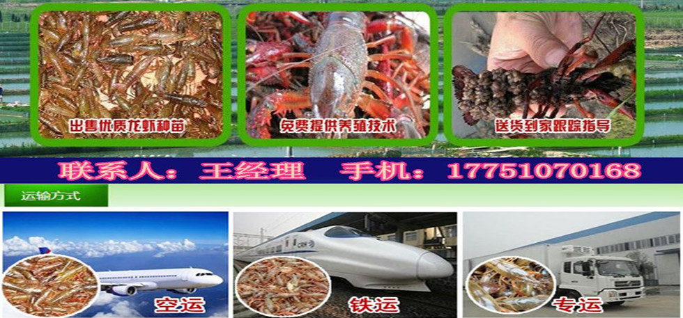小龍蝦苗批發(fā)小龍蝦苗批發(fā)價格