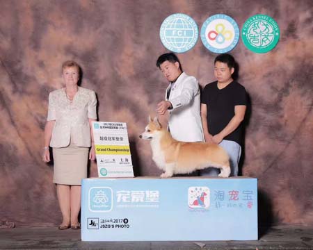 西安君鵬犬舍 賽級(jí)冠 軍柯基犬寶寶出售 種公借配
