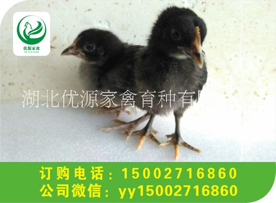 湖北高產(chǎn)黑羽紅冠綠殼蛋雞苗 高產(chǎn)麻羽綠殼蛋雞，五黑雞苗孵化基地批發(fā)價(jià)供應(yīng)