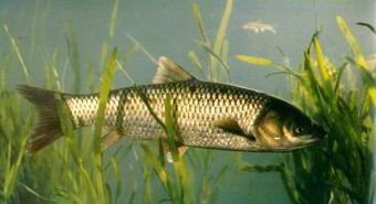 廣東魚苗廠家 廣東魚苗供應(yīng)商