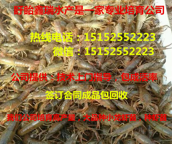 南通龍蝦種苗價(jià)格一斤龍蝦苗大概多