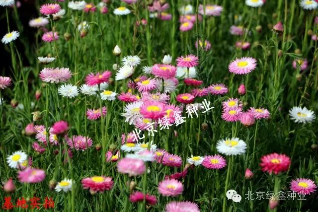 供應(yīng)LVXIN牌永生菊花種