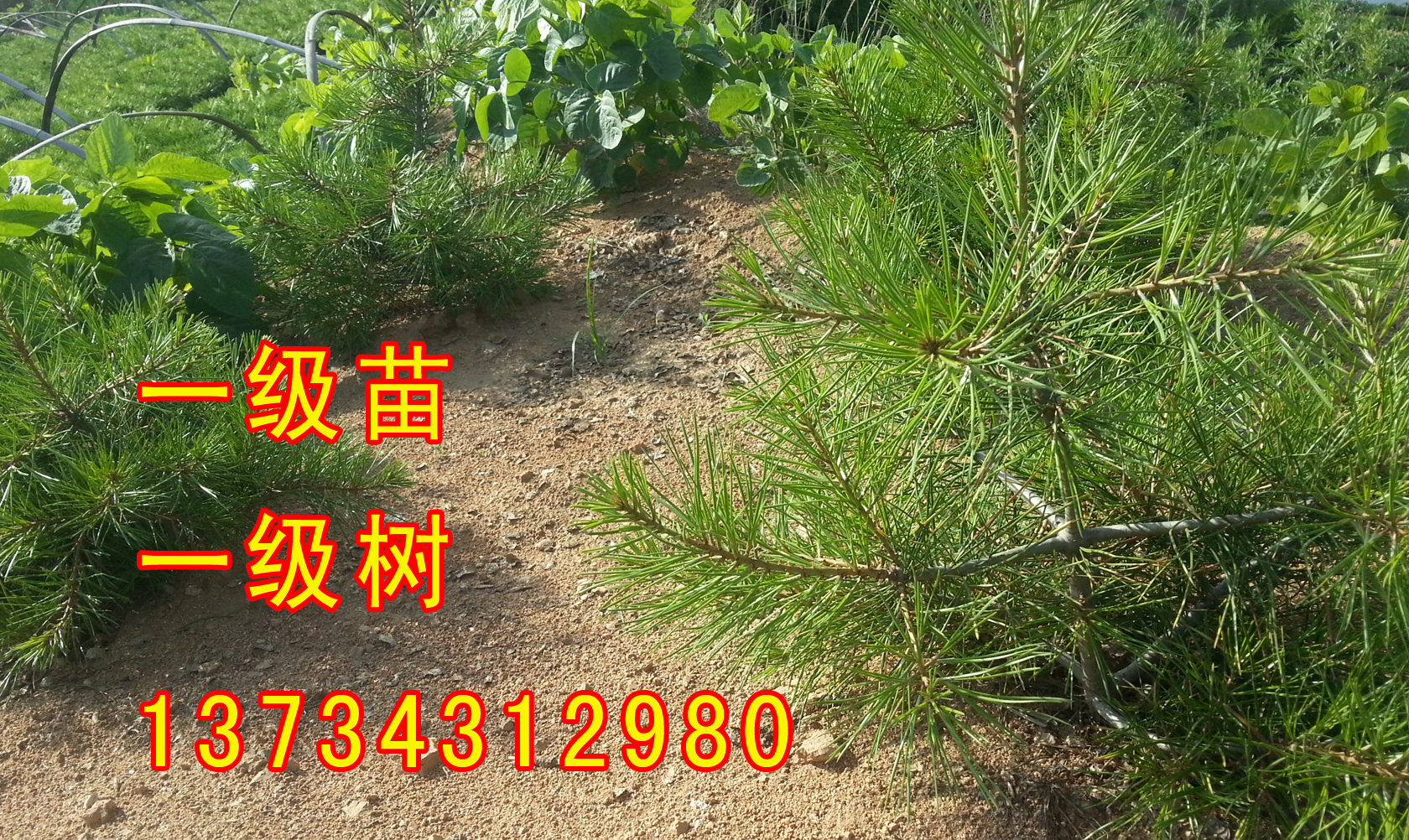 盆景造型小苗分栽占地苗營養(yǎng)袋苗 山東日照五蓮白皮華山松藍(lán)衫映山紅 北方白皮松小苗