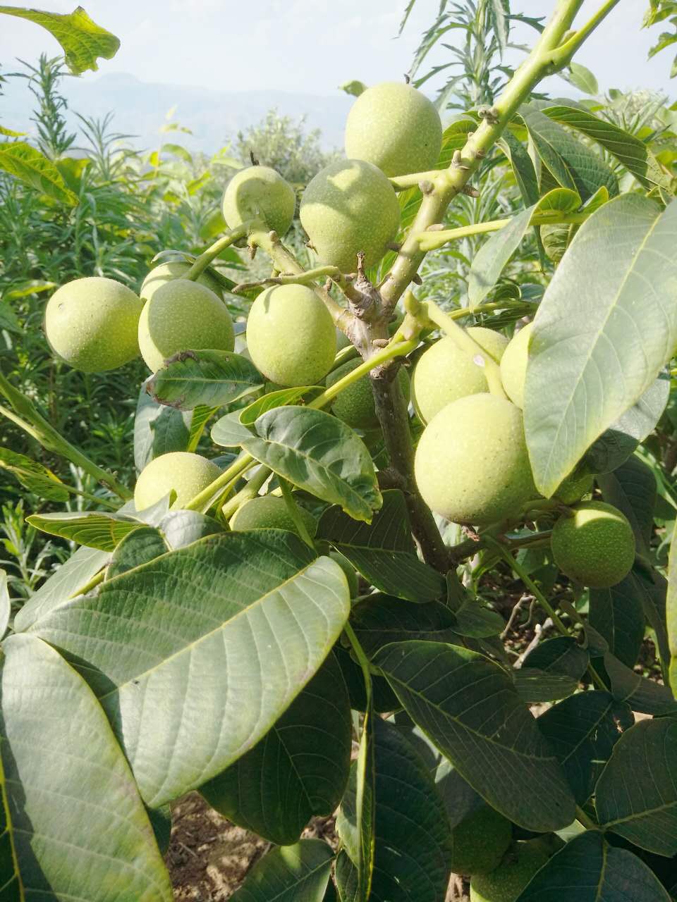 冠核系列優(yōu)質(zhì)薄皮核桃苗 短枝結(jié)果 早實高產(chǎn) 畝產(chǎn)可達千斤 核桃苗基地