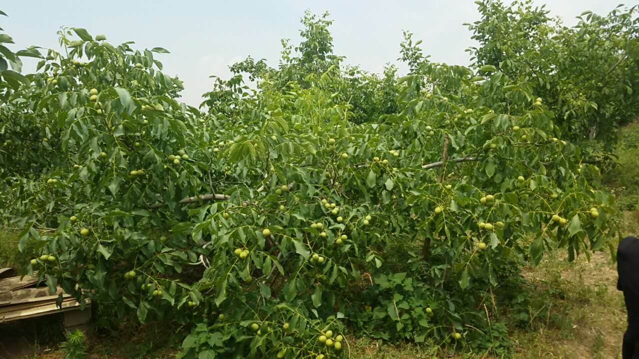 核桃樹苗哪里有賣核桃苗多少錢一株哪里有核桃苗基地，一畝地可以種多少核桃苗 紙皮核桃苗價格