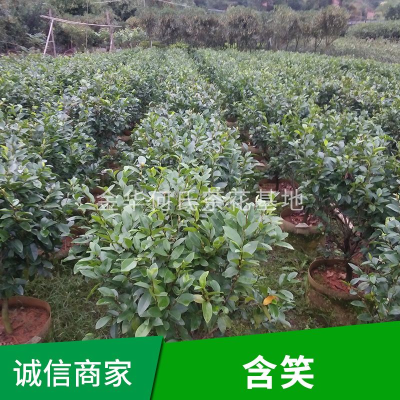 含笑樹 含笑種植基地 含笑樹批發(fā)