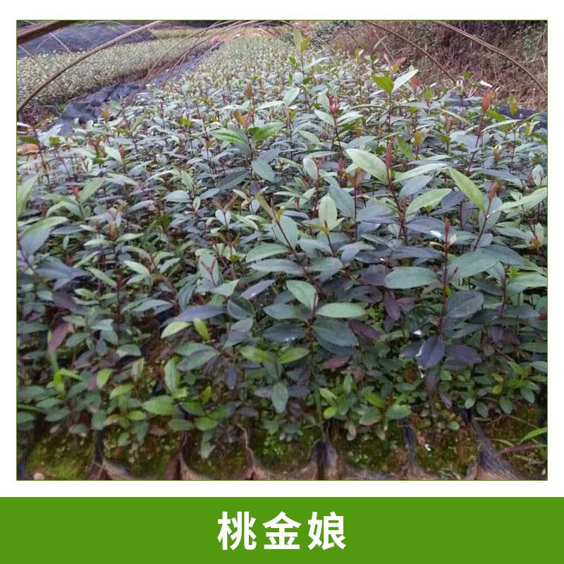 基地直銷桃金娘小苗園林植物矮小常綠灌木桃金娘杯栽小苗綠化苗