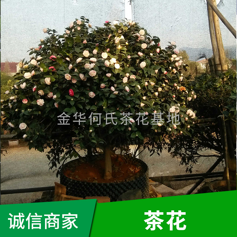 茶花樹 茶花樹苗批發(fā) 茶花樹報價