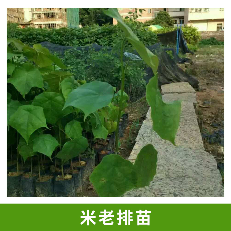 廣州米老排苗批發(fā)@種植基地@哪家好
