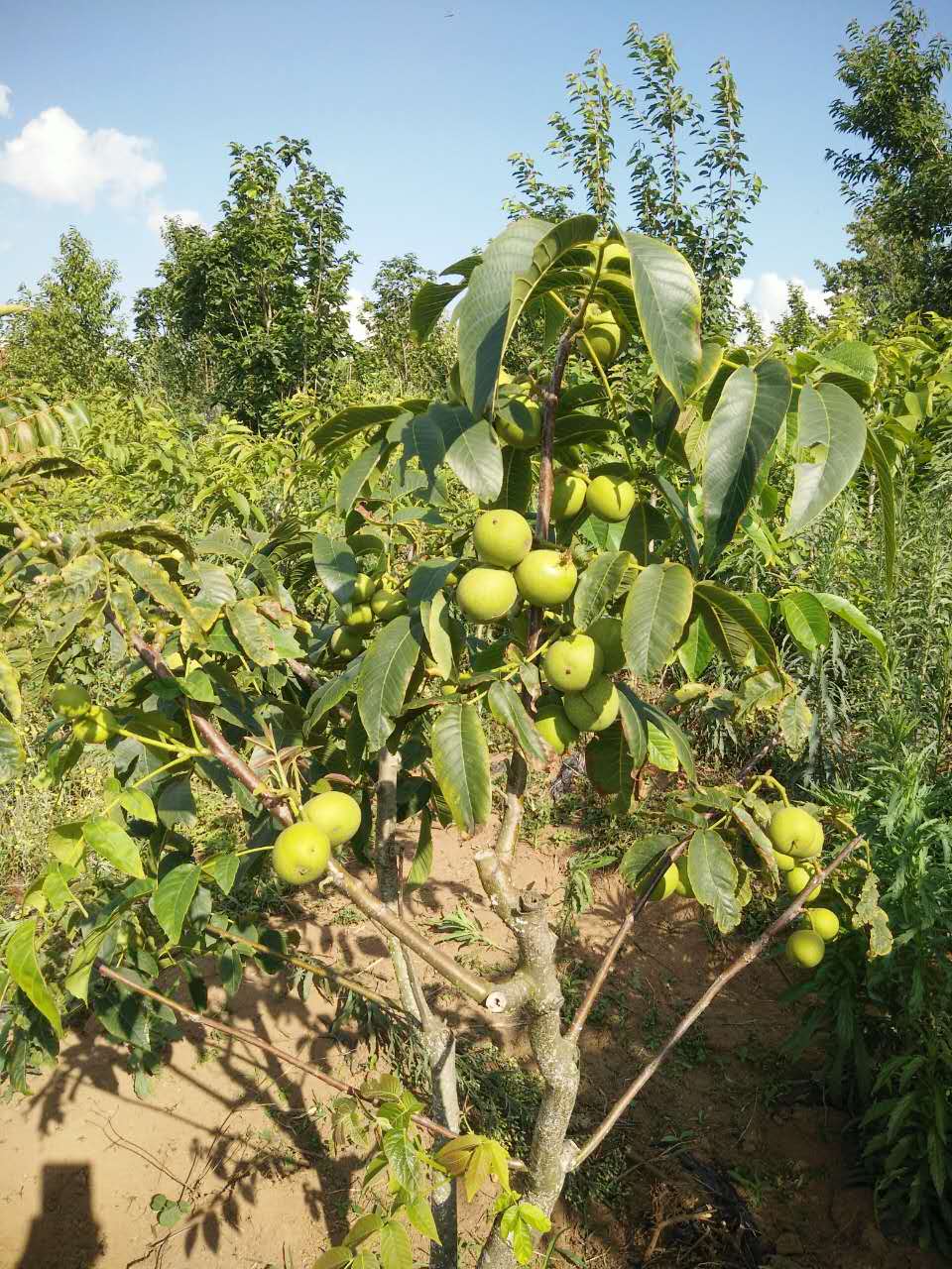 冠核系列優(yōu)質(zhì)薄皮核桃苗 短枝結(jié)果 早實高產(chǎn) 畝產(chǎn)可達千斤 核桃苗基地