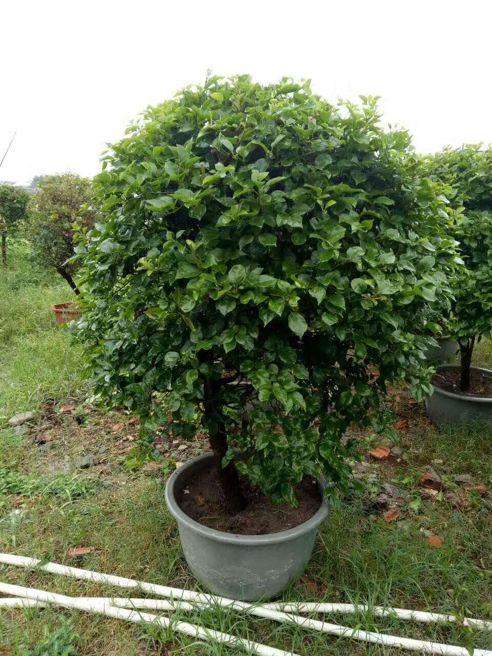 漳州*球三角梅供應(yīng)商@漳州*球三角梅種植基地