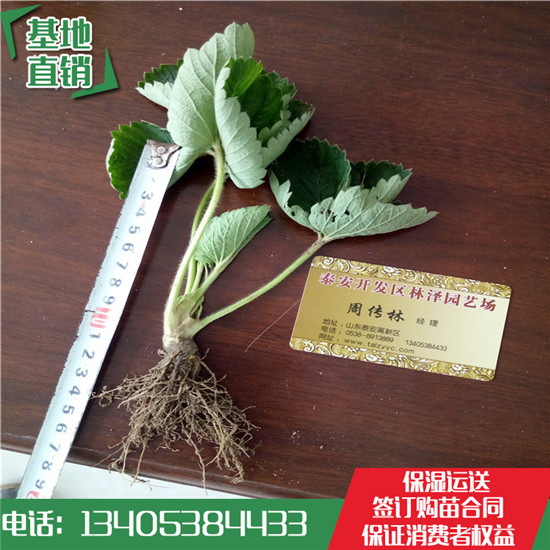 法蘭地草莓苗 法蘭地草莓苗價格  法蘭地草莓脫毒大棚苗