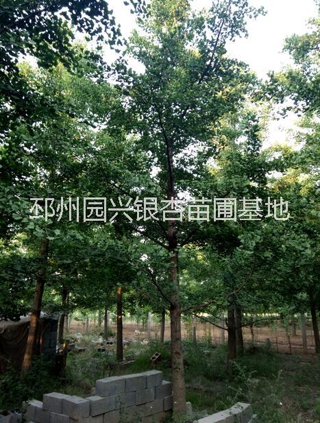 江蘇，山東銀杏產(chǎn)地銀杏樹秋季報(bào)價(jià)