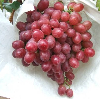 河北紅無(wú)核葡萄 河北紅無(wú)核葡萄批發(fā) 河北邯鄲葡萄廠家基地