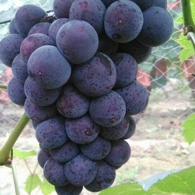 山東京亞葡萄 山東京亞葡萄種植 京亞葡萄批發(fā)價格