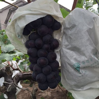山東京亞葡萄 山東京亞葡萄種植 京亞葡萄批發(fā)價格