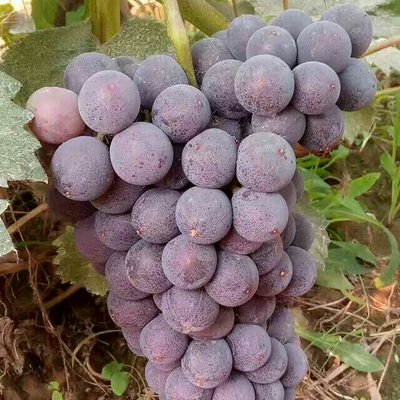 京亞葡萄批發(fā)價格 新鮮葡萄 河南京亞葡萄