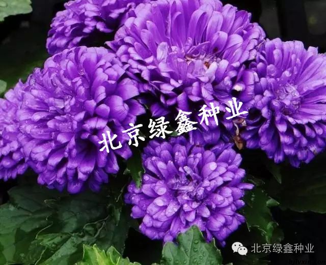 供應(yīng)LVXIN 牌翠菊花種