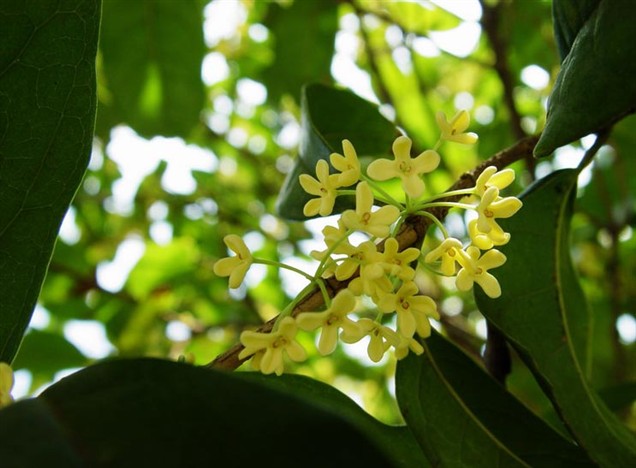 金桂 湖北金桂 金桂供應商