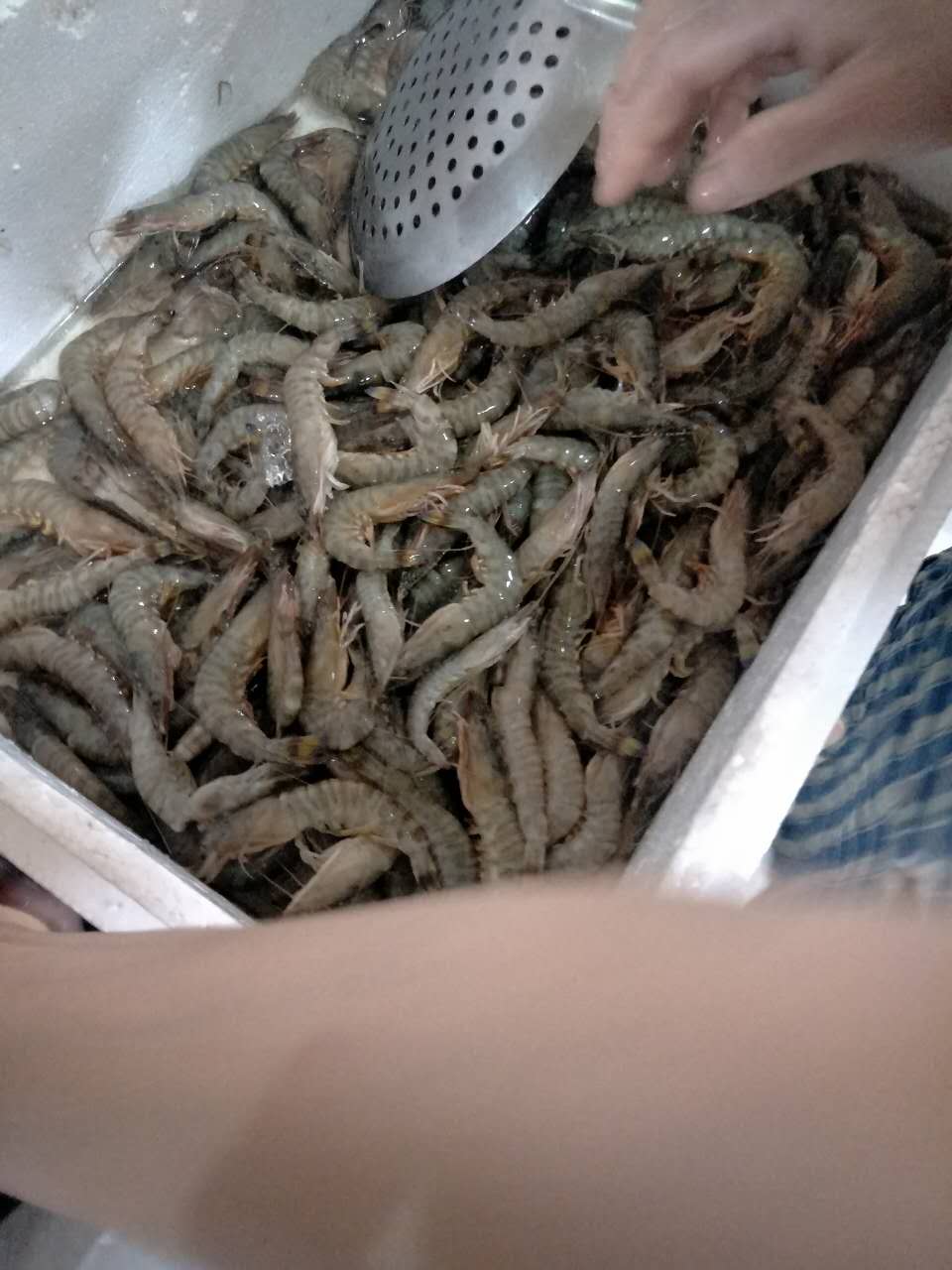 秦皇島市海鮮配送  配送海鮮市場(chǎng)