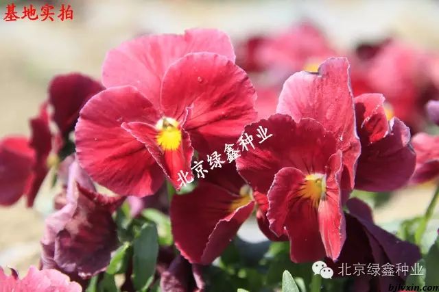供應(yīng)LVXIN牌三色堇花種