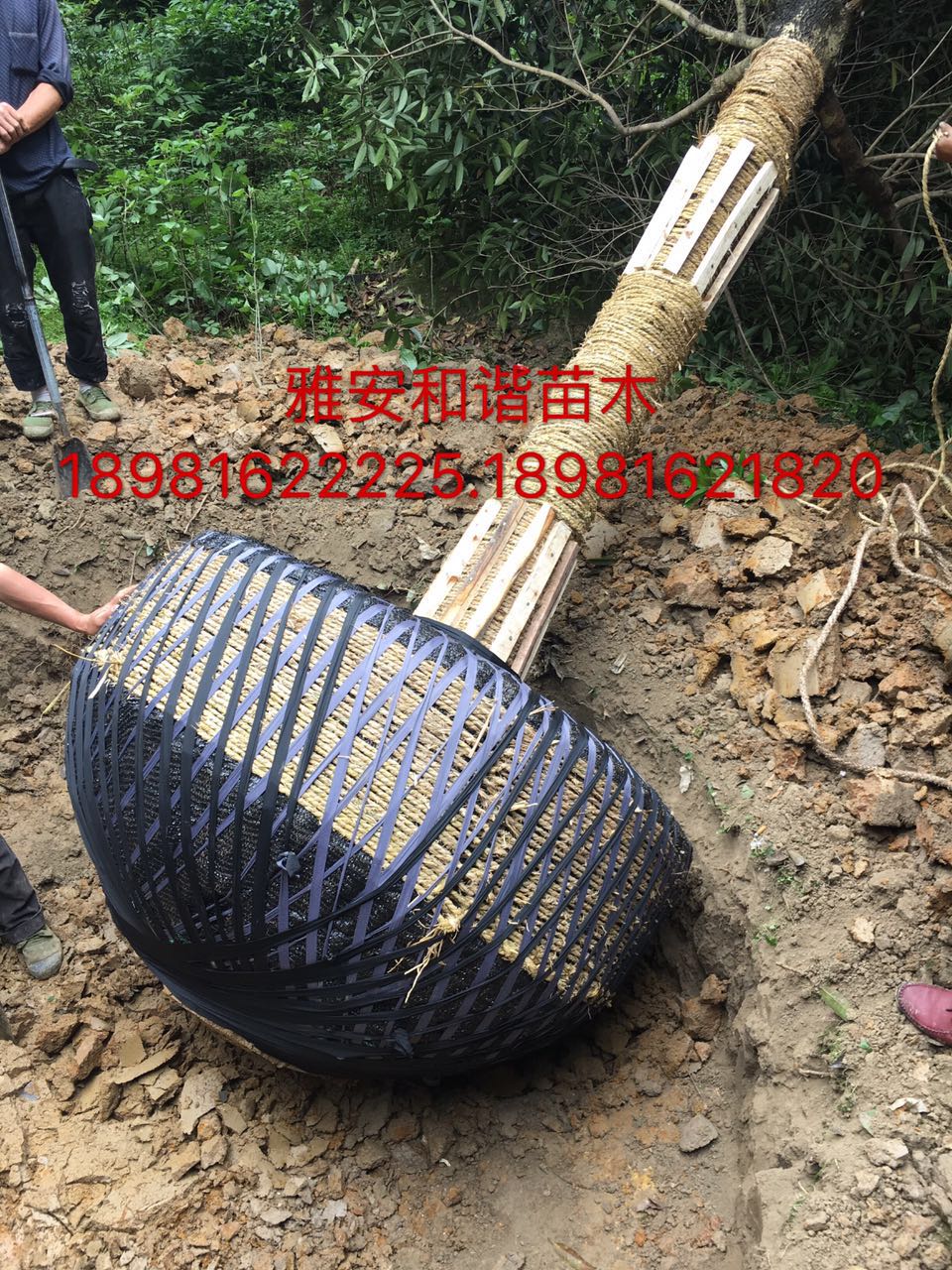 四川茶苗。四川高桿桂花