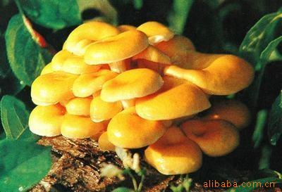 方格金頂菇提取物