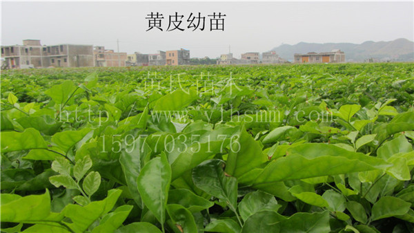廣西各類牙苗出售 牙皂角苗價(jià)格 黃皮牙苗