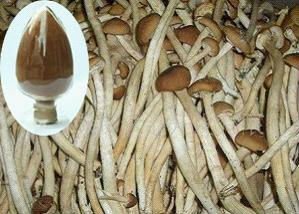 方格*茶樹菇提取物