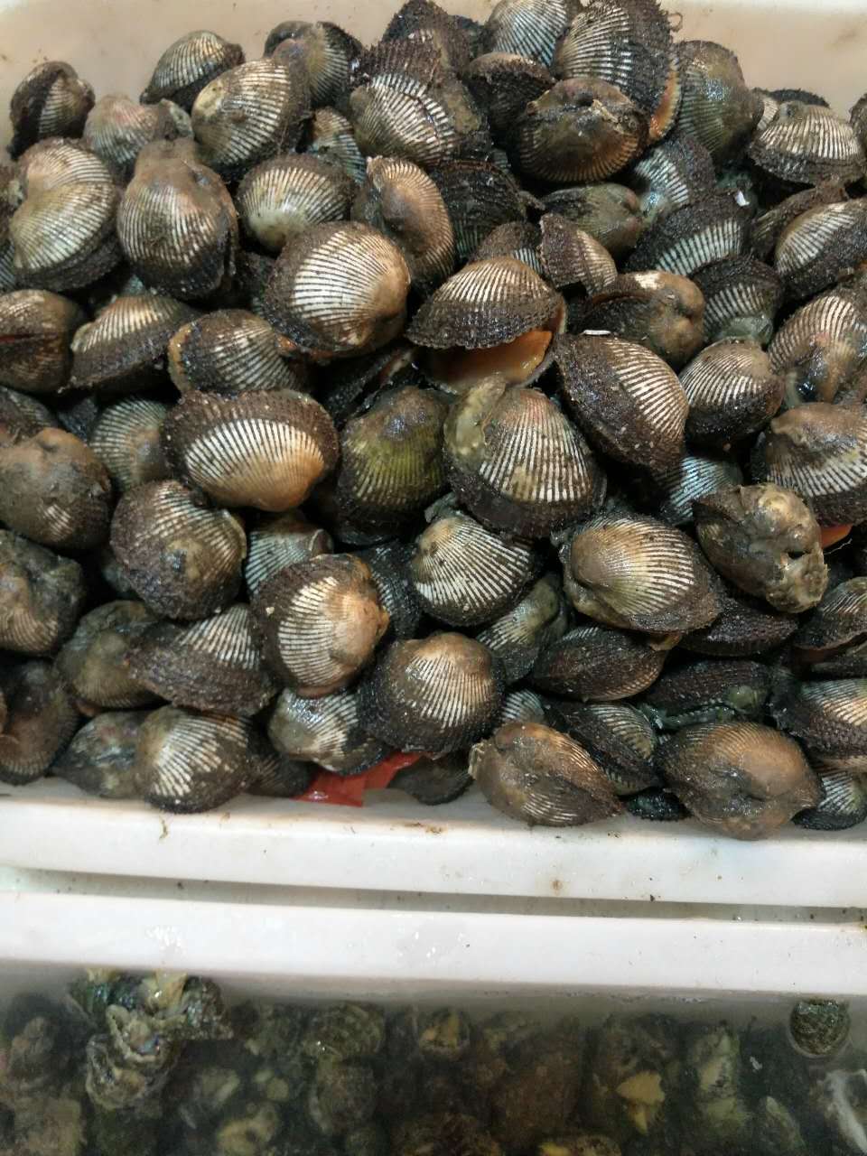 秦皇島廠家扇貝配送  鮮活海鮮配送