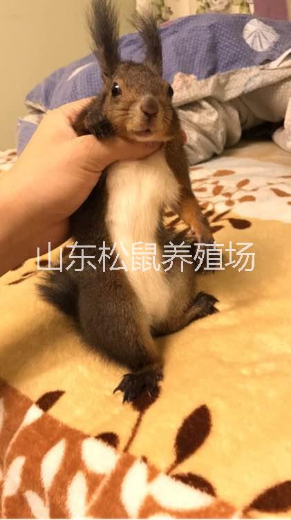 *馴養(yǎng)*價(jià)格哪里有賣魔王*幼鼠