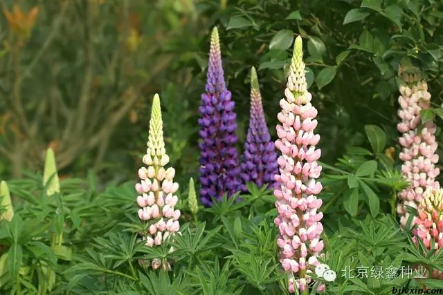 供應(yīng)LVXN牌羽扇豆花種