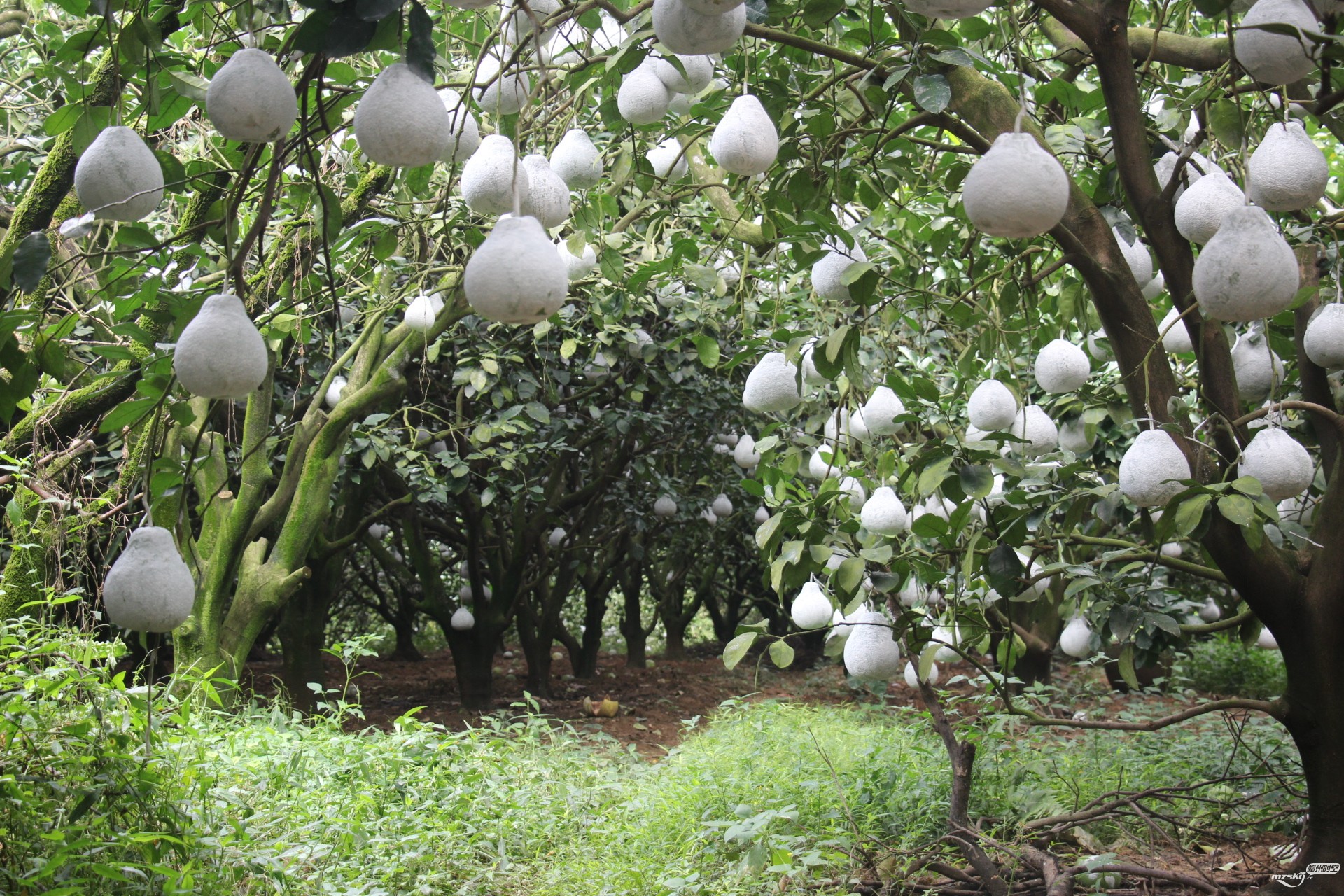 白皮柚 白皮柚銷售商