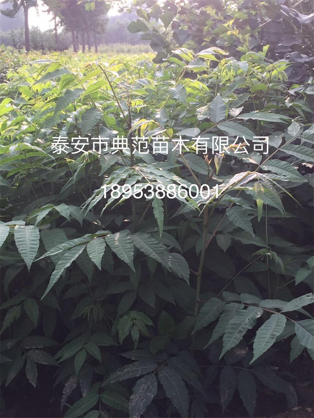 山東香椿苗基地 優(yōu)質(zhì)香椿苗批發(fā)供