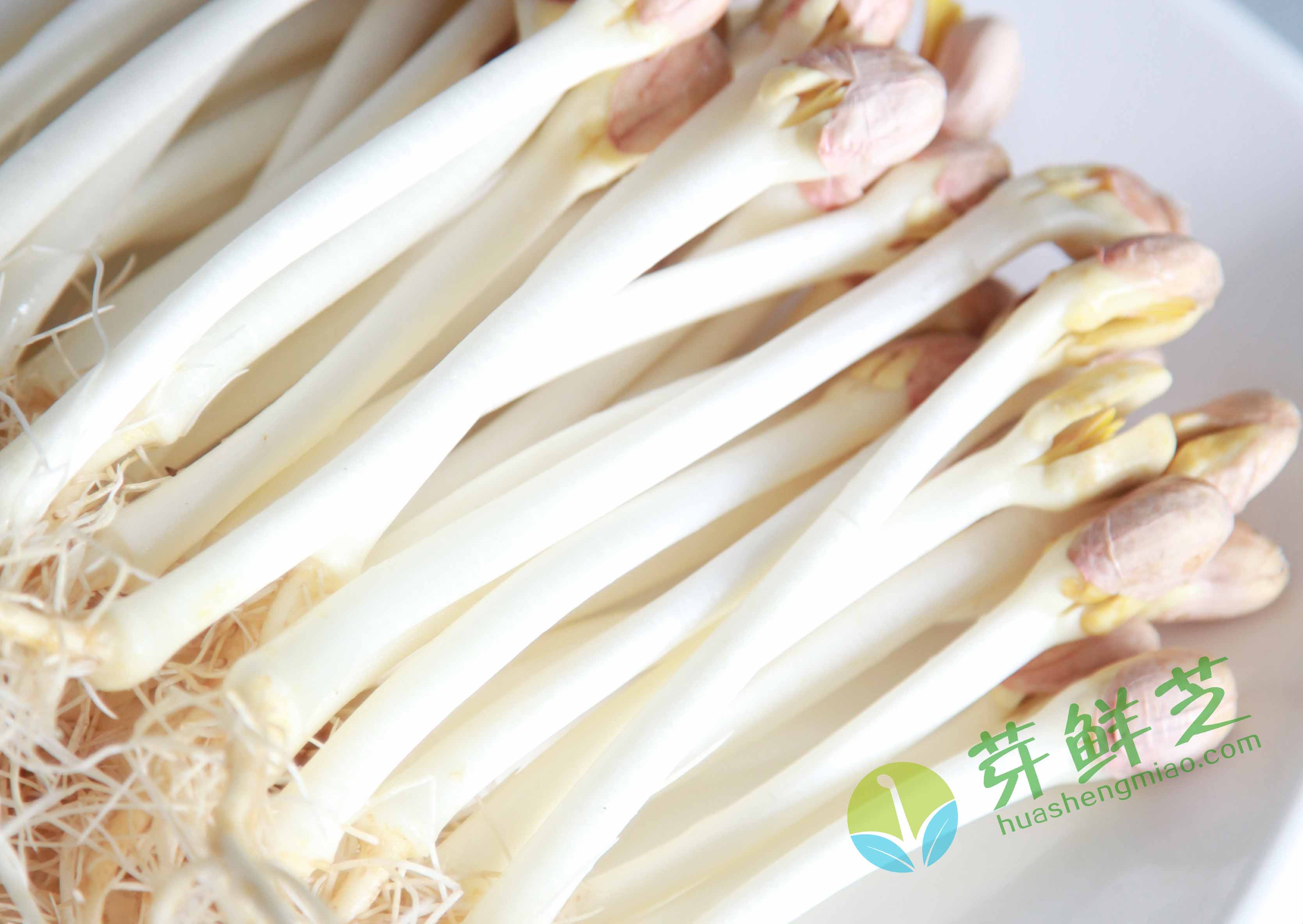 生態(tài)花生苗市場(chǎng)前景看好，自產(chǎn)自銷好賺錢(qián)