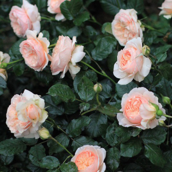 大花薔薇價(jià)格大花薔薇圖片基地批發(fā)大花薔薇基地批發(fā)花卉苗木批發(fā)采購(gòu)