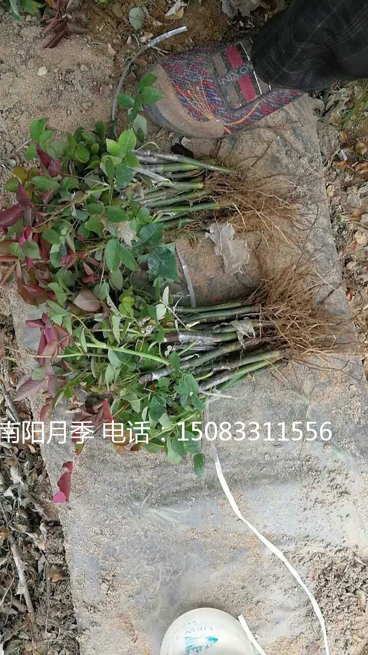 月季樹苗批發(fā) 觀賞植物月月紅 月季營養(yǎng)杯苗 盆栽月季苗木