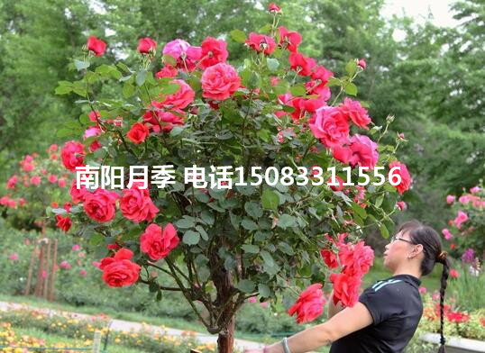 三明市樹狀月季哪家好 漳州市樹狀月季多花色月季 莆田市綠化月季 樹狀月季，多花色月季