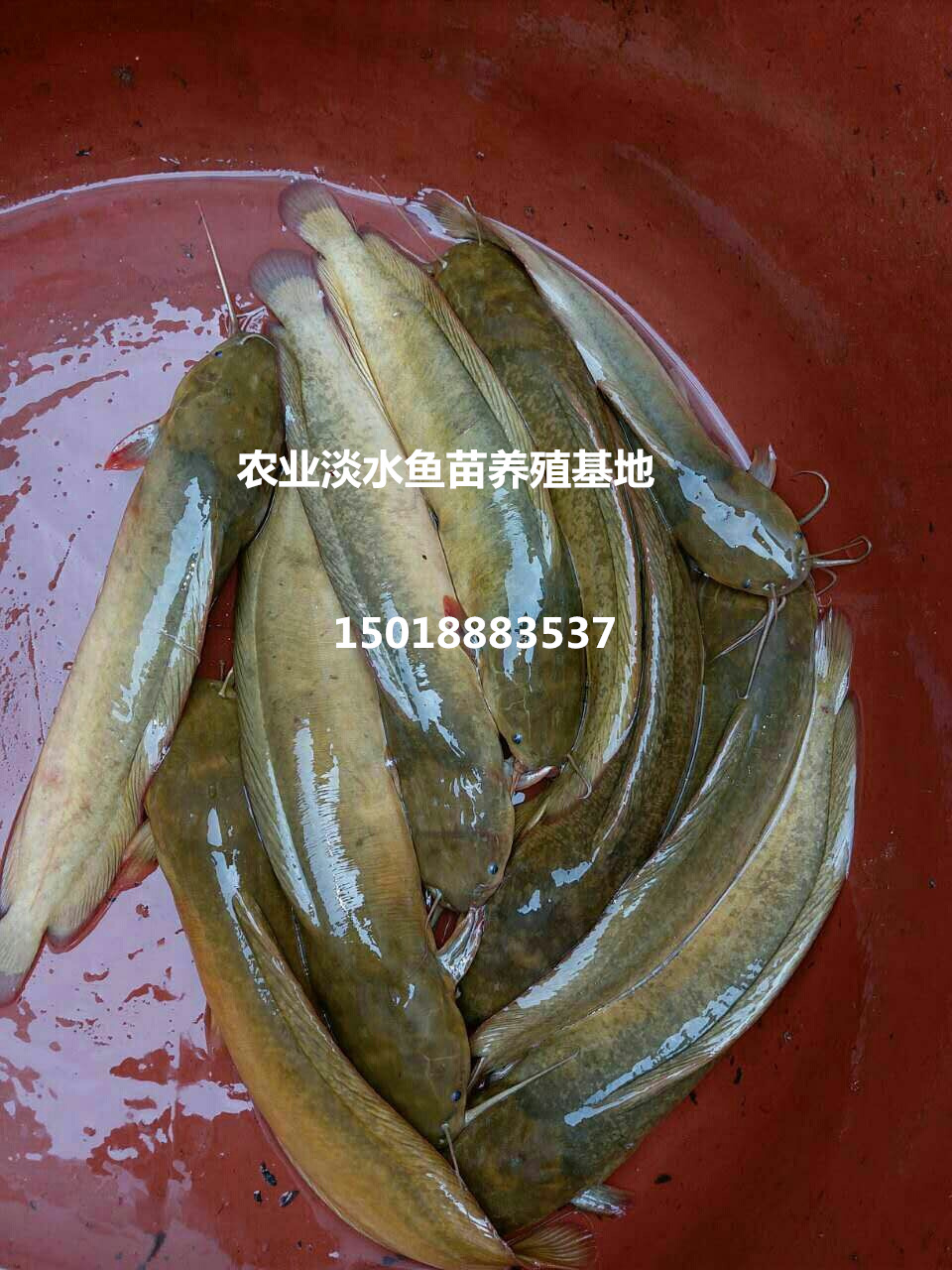 塘角魚苗 胡子鯰魚本地塘鲺魚苗