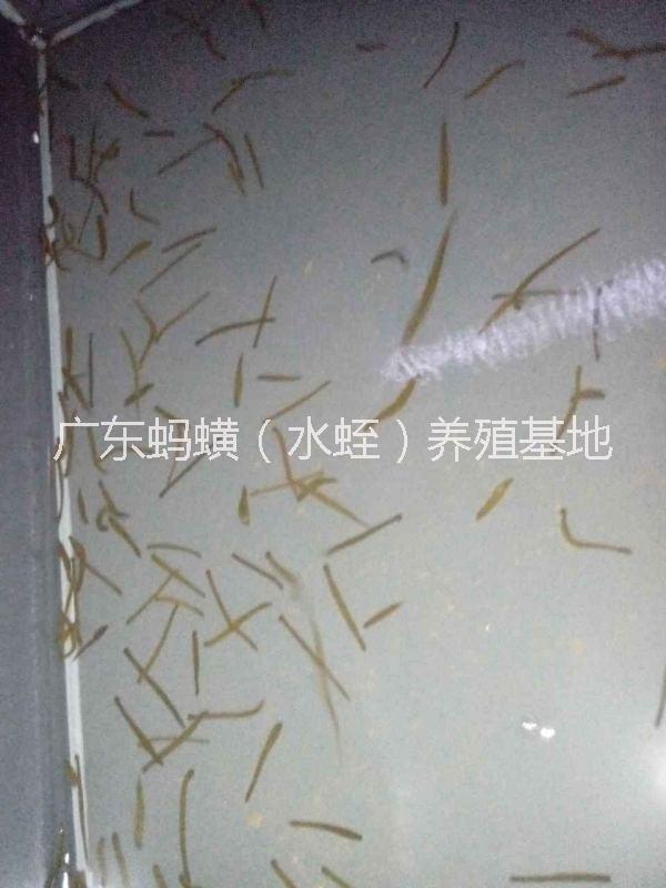 廣東陽江水蛭螞蟥養(yǎng)殖基地/水蛭螞蟥幼苗/批發(fā)/出售