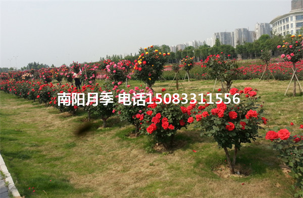 供應(yīng)樹(shù)形月季嫁接苗@樹(shù)形美多花月季@河南樹(shù)形月季嫁接苗