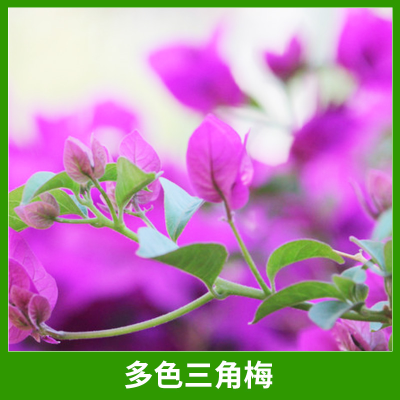 園林庭院景觀植物多色三角梅園藝綠化三角梅/九重葛盆景盆栽
