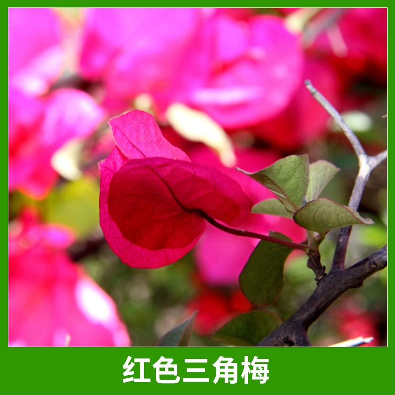漳州三角梅園藝綠化場(chǎng)紅色三角梅景觀綠植盆景盆栽基地直銷