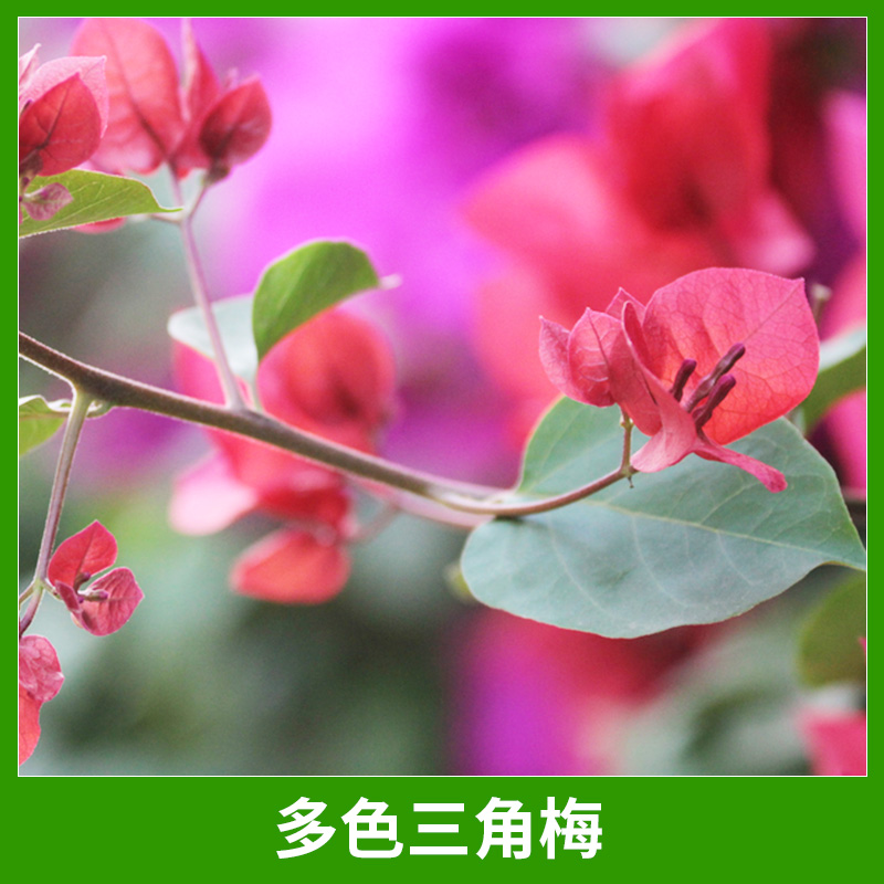 園林庭院景觀植物多色三角梅園藝綠化三角梅/九重葛盆景盆栽