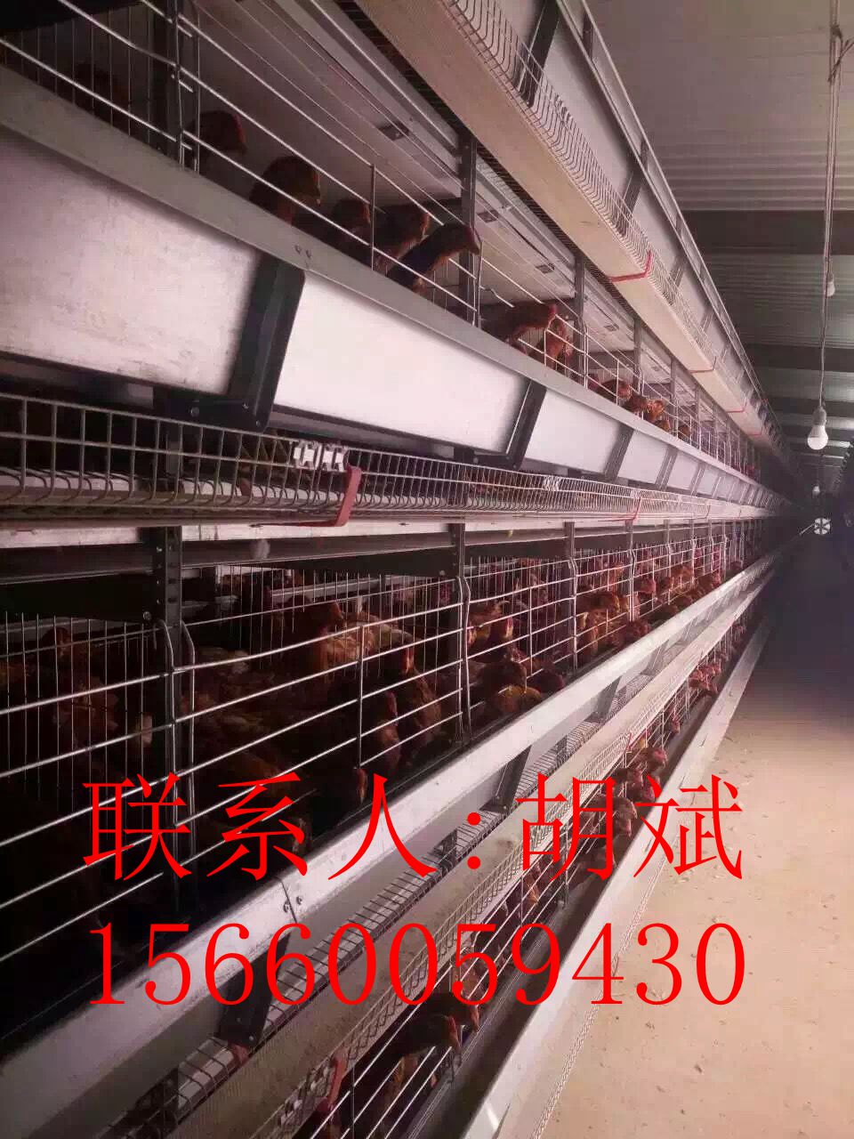 河南金鳳雞籠自動(dòng)化養(yǎng)雞設(shè)備/專業(yè)養(yǎng)殖蛋雞籠育雛籠不生銹不開(kāi)焊 河南金鳳自動(dòng)化層疊養(yǎng)殖設(shè)備