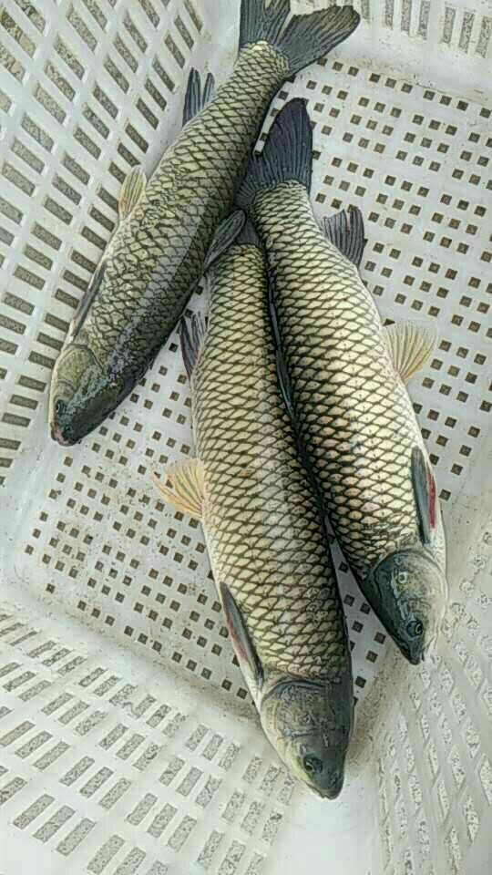 烏鯇魚 青魚苗 草魚苗