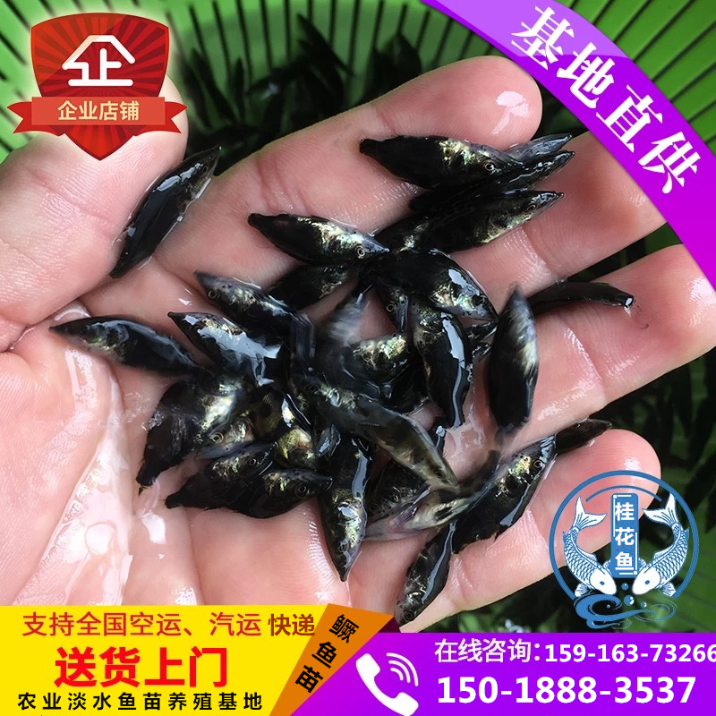 雜交生魚苗 季花魚  桂花魚苗