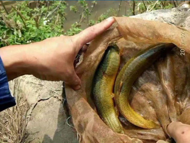 臺(tái)灣泥鰍魚苗直銷臺(tái)灣泥鰍魚苗供應(yīng)商直銷臺(tái)灣泥鰍臺(tái)灣泥鰍價(jià)格 臺(tái)灣泥鰍哪家好